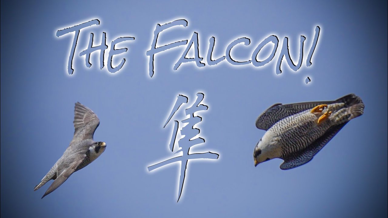 魅了される！】ハヤブサ驚きの飛行能力！The astonishing flying