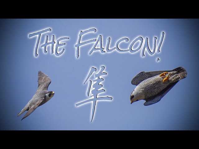 魅了される！】ハヤブサ驚きの飛行能力！The astonishing flying