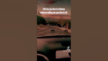 #arizona #javelina #wildlife