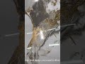 Gilding Marble PVC film Interior decor!