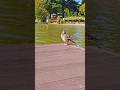 Nawet kaczki odpoczywają nad Jeziorem Kierskie w Poznaniu#Poznań#Jezioro#relaks#kaczki#natura#shorts