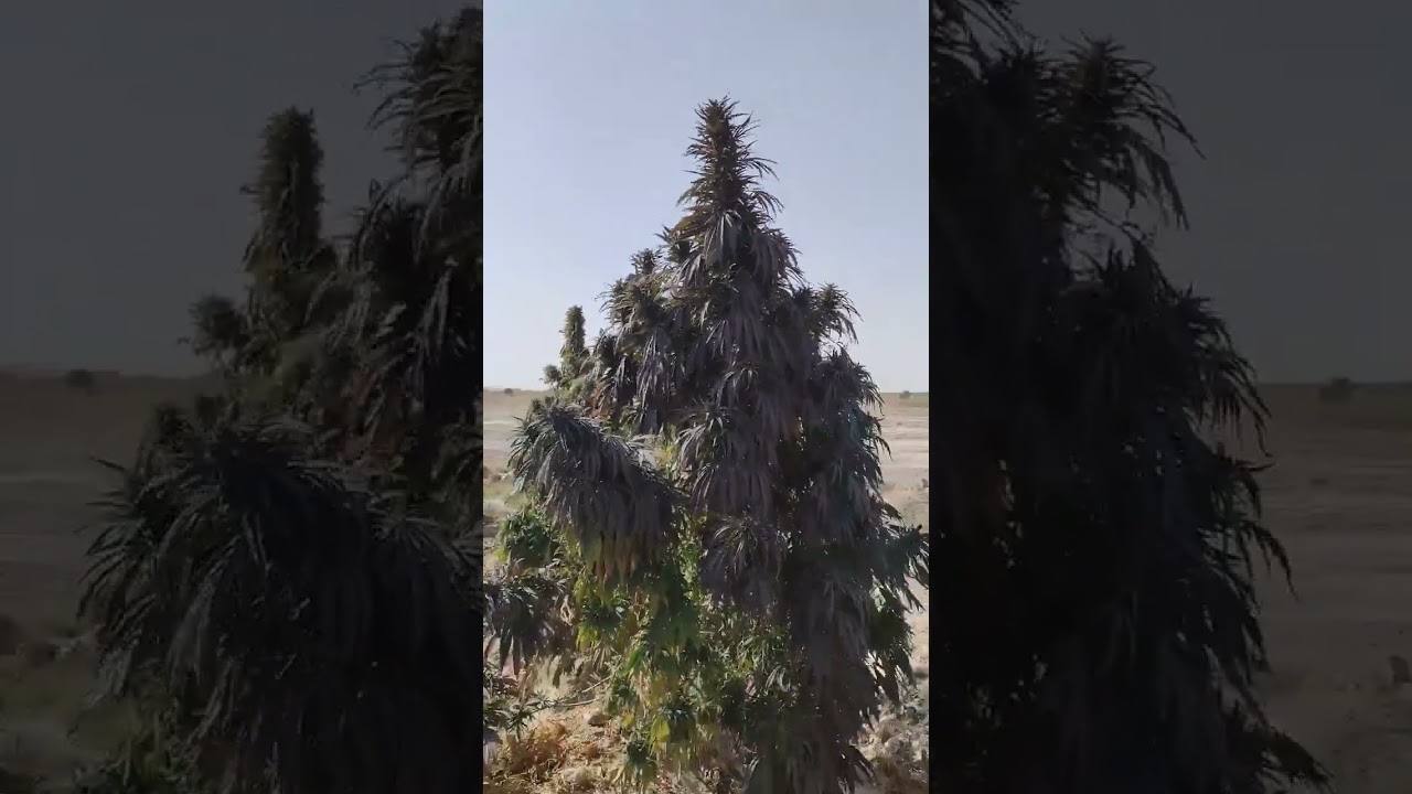 purple og kush plant in afghanistan dagar kakar khorasan
