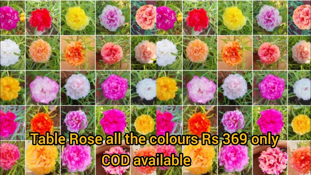 குறைந்த விலையில் தரமான Table Rose plant cuttings வாங்கிக் கொள்ளுங்கள்