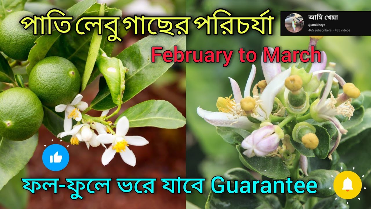 পাতিলেবু গাছে প্রচুর ফুল-ফল আনার সহজ উপায়🍋 || Lemon Plant Fartilizer 🌱