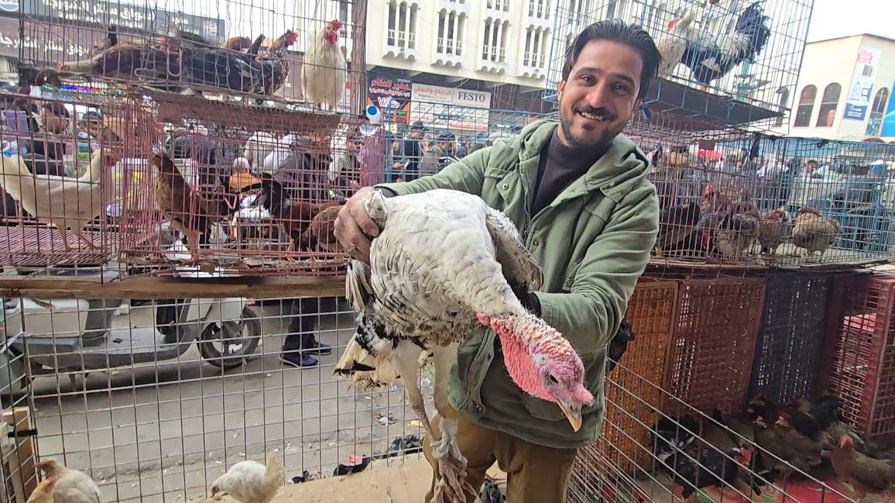 سوق الغزل يوم الجمعة انواع الدجاج العربي والحمام وطيور الزينة بالعراق 9 يناير 2026