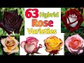 63 hybrid rose varieties with names  hybrid tea rose identification  plant and planting