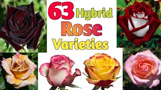 63 Hybrid Rose Varieties with Names | Hybrid Tea Rose Identification | Plant and Planting