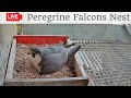 Birdcamit  live peregrine falcons nest alrisha  sirius