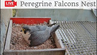 Birdcam.it  Live Peregrine Falcons Nest Alrisha & Sirius