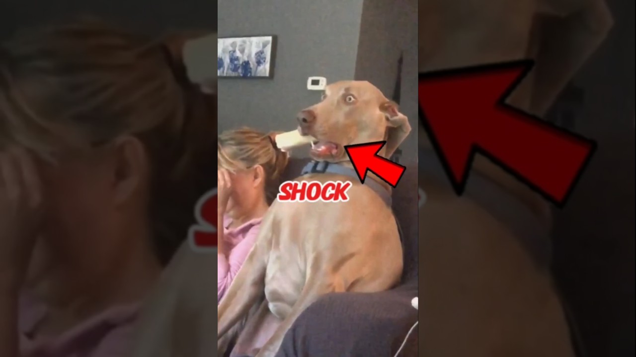 Shocking dogs 😱🤯