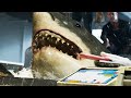 Tsunami brings shark after people rob grocery store