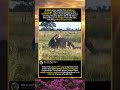 Lion Pride vs Wildebeest: The Brutal Beauty of Savannah Survival (4K Wildlife).#WildlifeDocumentary