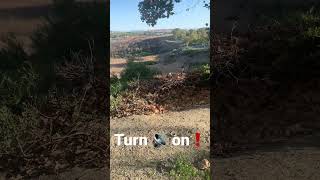 🔊 Coyotes Howling and Catching Prey ‼️ In Southern California