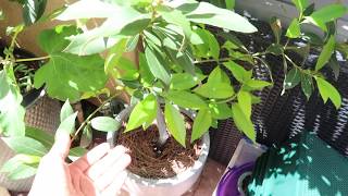 Arbol De Laurel en Maceta | Como Mantener Y protecter tu Arbol | Huerto Urbano en Los Angeles CA