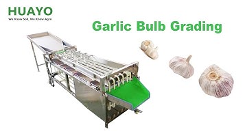 How to Grade Garlic Bulb with Pathway Type Garlic Bulb Grading Machine