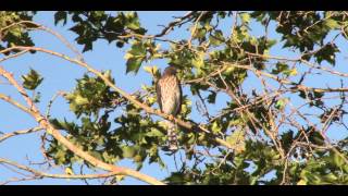Cooper's Hawks Raising Young in a Neighborhood Near You