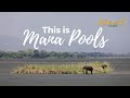 This place is WILD!!!!  |  Camping at Nyamepi in Mana Pools  |  SafariLife S1E14