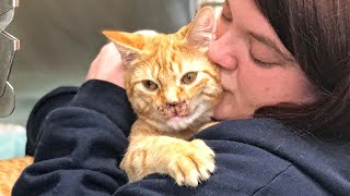 No One Wanted This Special Stray Kitten, But One Day a Miracle Happened by BazPaws 11,433 views 2 weeks ago 2 minutes, 13 seconds
