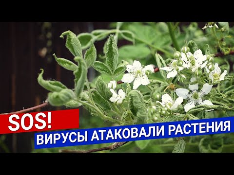 SOS!  Вирусы атаковали растения