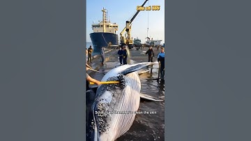 Cá Voi Khổng Lồ Được Đưa Vào Cảng Gây Xôn Xao Cộng Đồng #fishing #amazing #cauca365 #short