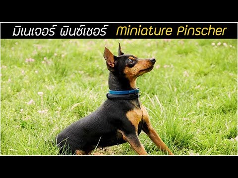 รู้จักสุนัขพันธุ์ มิเนเจอร์ พินซ์เชอร์ (Miniature Pinscher) โดเบอร์แมนพันธุ์จิ๋ว!!