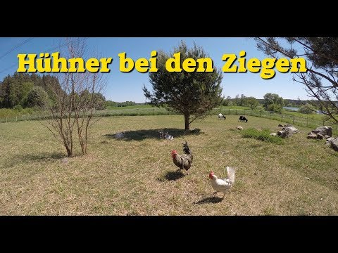 experiment-tier-wg:-hühner-im-ziegenstall---ziegen-im-hühnerstall