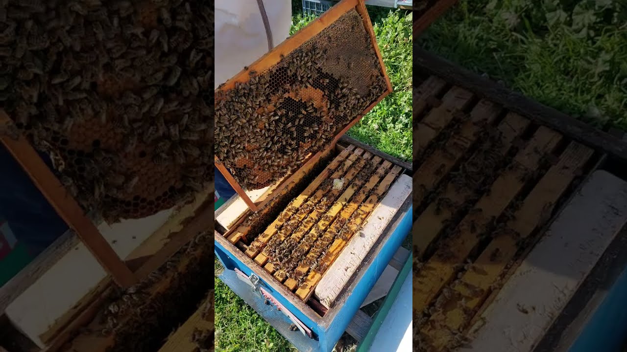 Parapergatitja per kulloten e Shqopes ( Erica arborea)