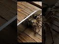 Slicing up a spider, it looks so realistic. #asmr #cute #spider #fruit #shortvideo #shorts #short