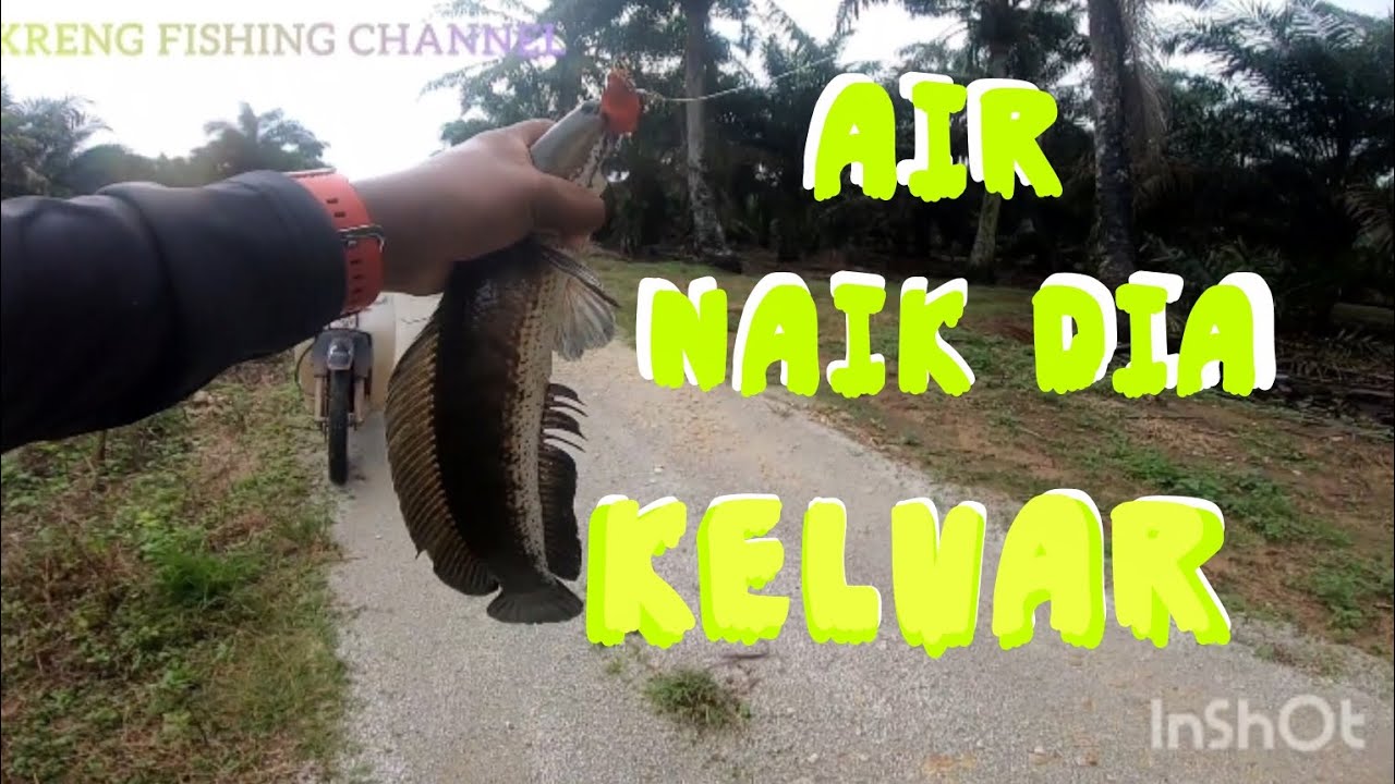 Waktunya BABON keluar❗ || Mancing Ikan Haruan #fishing#casting#snakeheadhunter