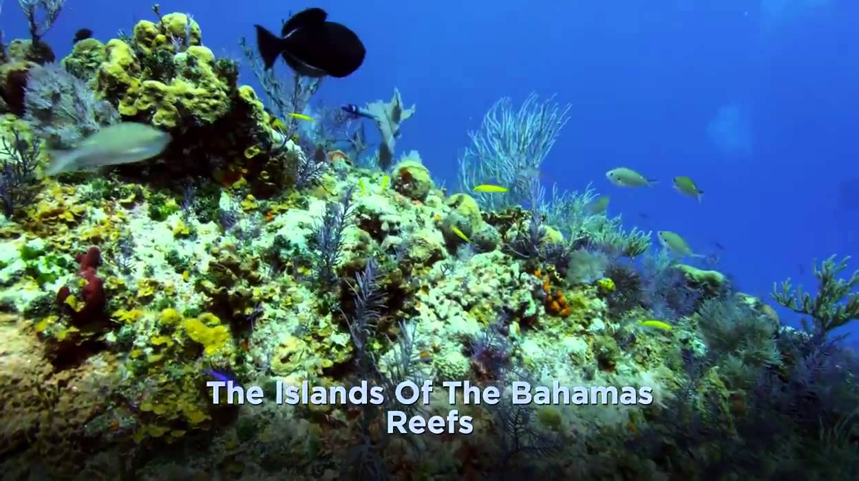 Bahamas Reefs YouTube