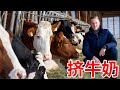 Austrian Dairy Farm 进口牛奶外国人都不喝？去奥地利农民家挤牛奶，直接喝最原味的牛奶，做一日酪农！Eng Sub