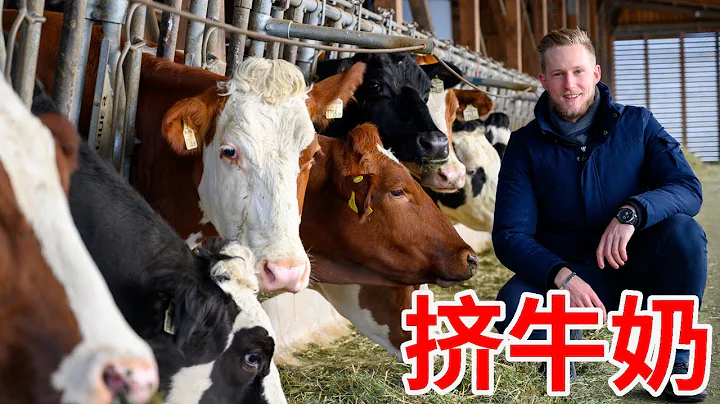Austrian Dairy Farm 進口牛奶外國人都不喝？去奧地利農民家擠牛奶，直接喝最原味的牛奶，做一日酪農！Eng Sub - 天天要聞
