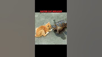 Turtle Strikes Fast ⚡🐢… But the Cat is Even Faster! 🐱🔥 #trending #animals #wildlife #nature #cat