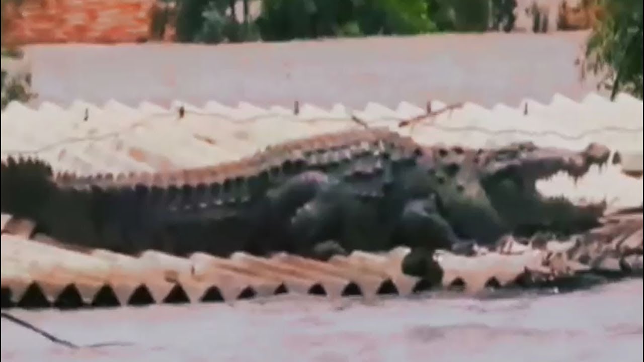 Your Story: Heavy Floods bring in surprise visitor in Karnataka