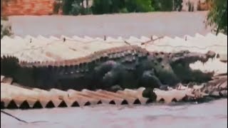 Your Story Heavy Floods Bring In Surprise Visitor In Karnataka