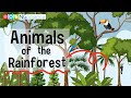 Rainforest Animals and Characteristics