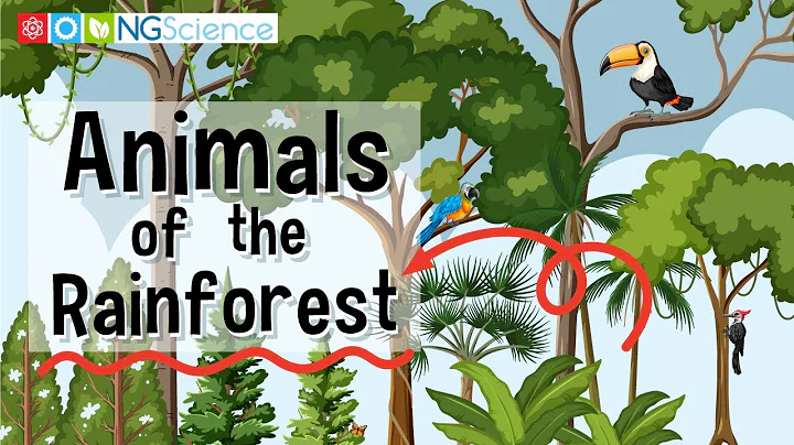 Animals of the Rainforest