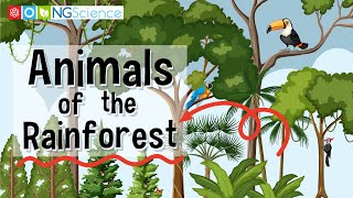 Animals of the Rainforest