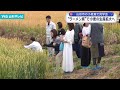 山形市の小麦畑で見学会 ”ラーメン県”で小麦の生産拡大へ