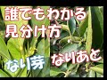 超簡単　なり芽の見分け方　VLOG21/3/28