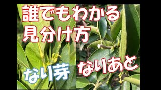 超簡単　なり芽の見分け方　VLOG21/3/28
