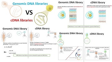 cDNA library vs Genomic DNA library