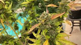 Outdoor grow (HARVEST TIME) dosido hang dry