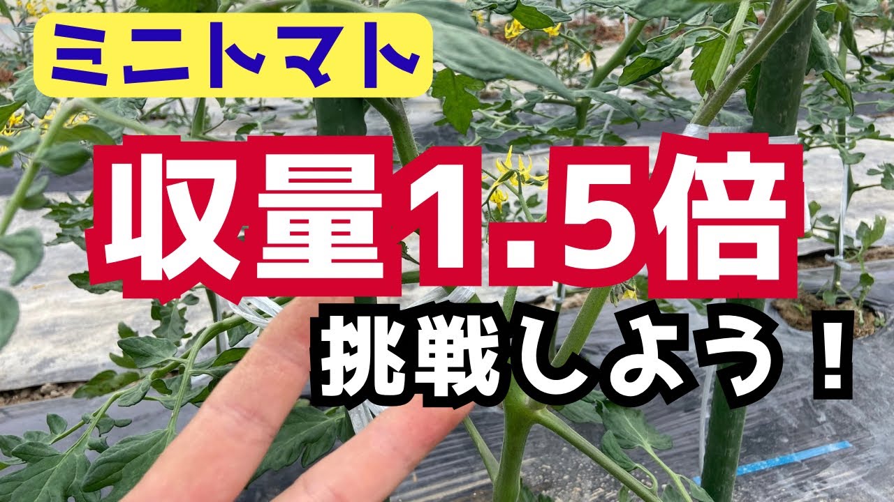 【ミニトマト栽培】二本仕立ての作り方「徹底解説」
