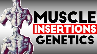 Bodybuilding Genetics Muscle Insertions