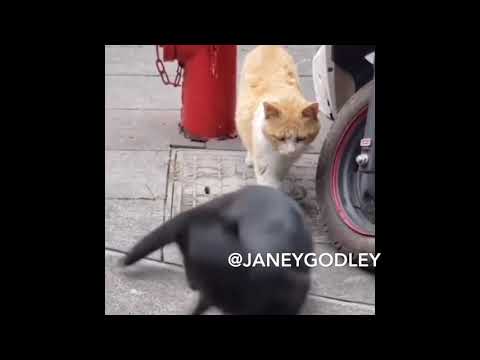 Two cats kissing