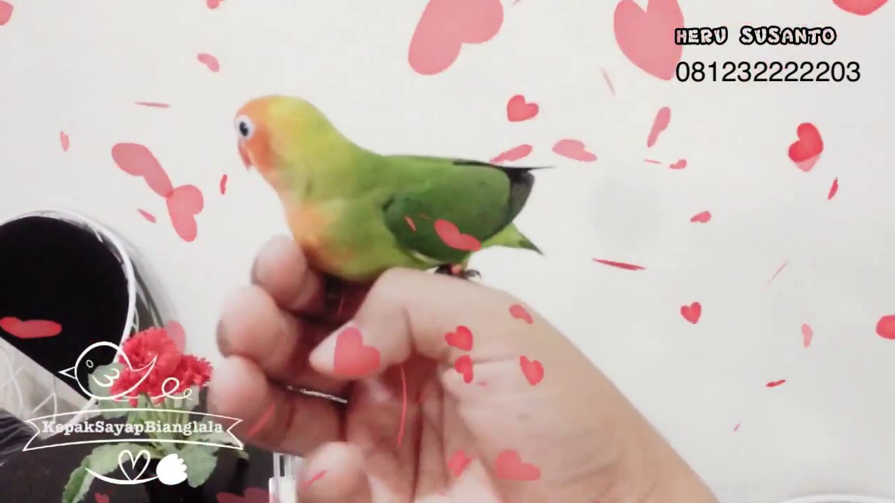 Agapornis Lilianae atau LoveBird Nyasa 
