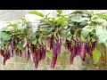 No need for a garden grow eggplant at home with many fruits and high yield