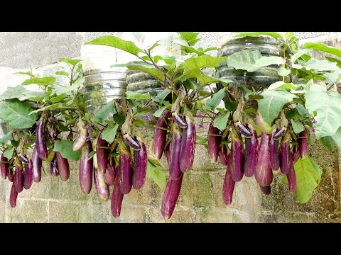 Video: Ano Ang Calliope Eggplant – Alamin ang Tungkol sa Paggamit at Pangangalaga ng Calliope Eggplant