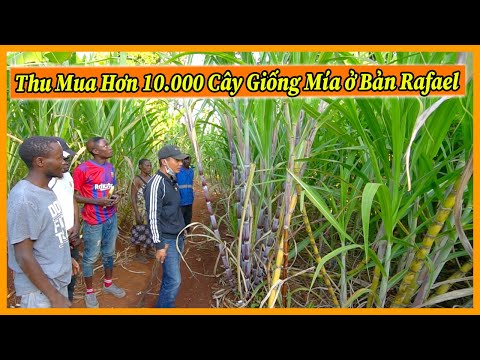Video Nông Nghiệp VIỆT NAM ở Châu Phi || Thu Mua Hơn 10.000... - youtube